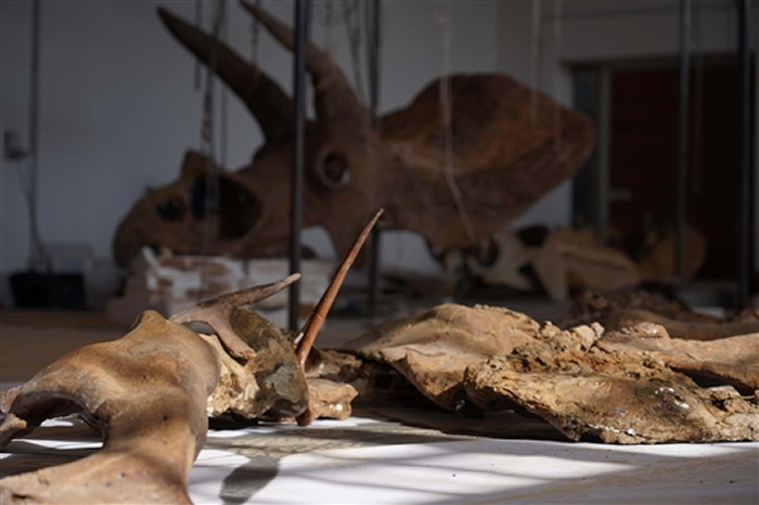 储存在意大利的里雅斯特Zoic有限责任公司实验室的“大约翰”化石骨骼 图片来自Zoic有限责任公司 /《自然》杂志