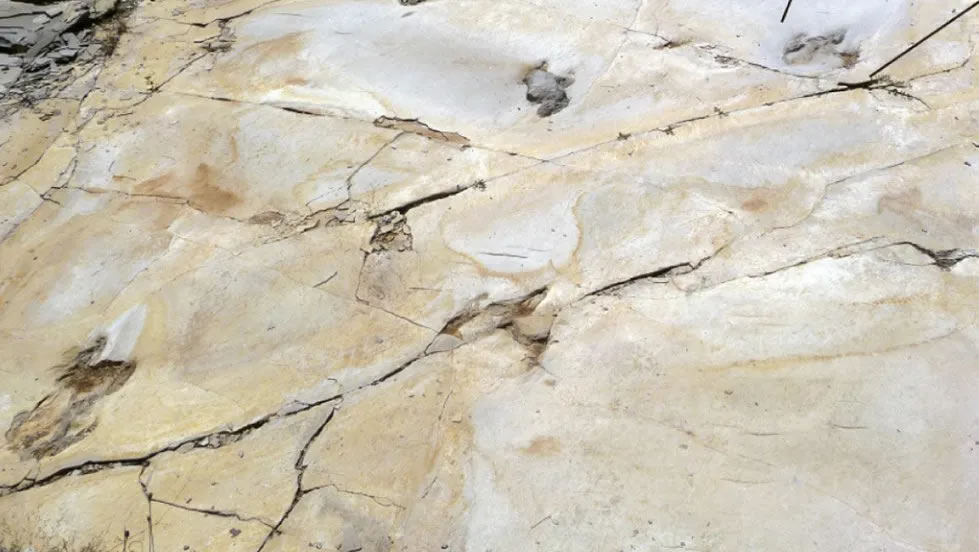 1.29����ǰһֻ�޽�������Ĳ�̬�㼣�������ֺ�������˻���ε����