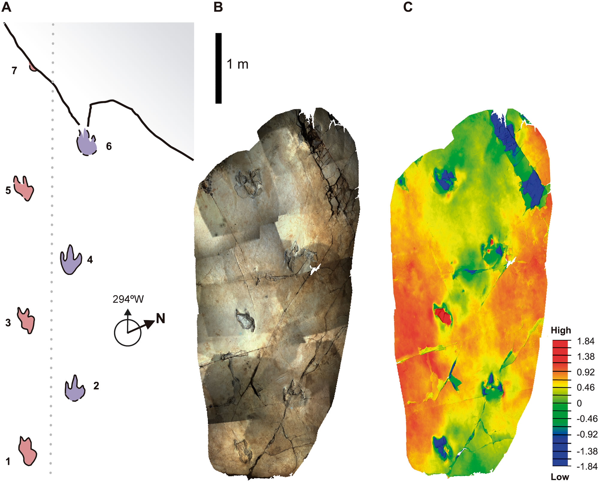 1.29亿年前一只兽脚类恐龙的病态足迹表明其脚趾存在损伤或畸形的情况