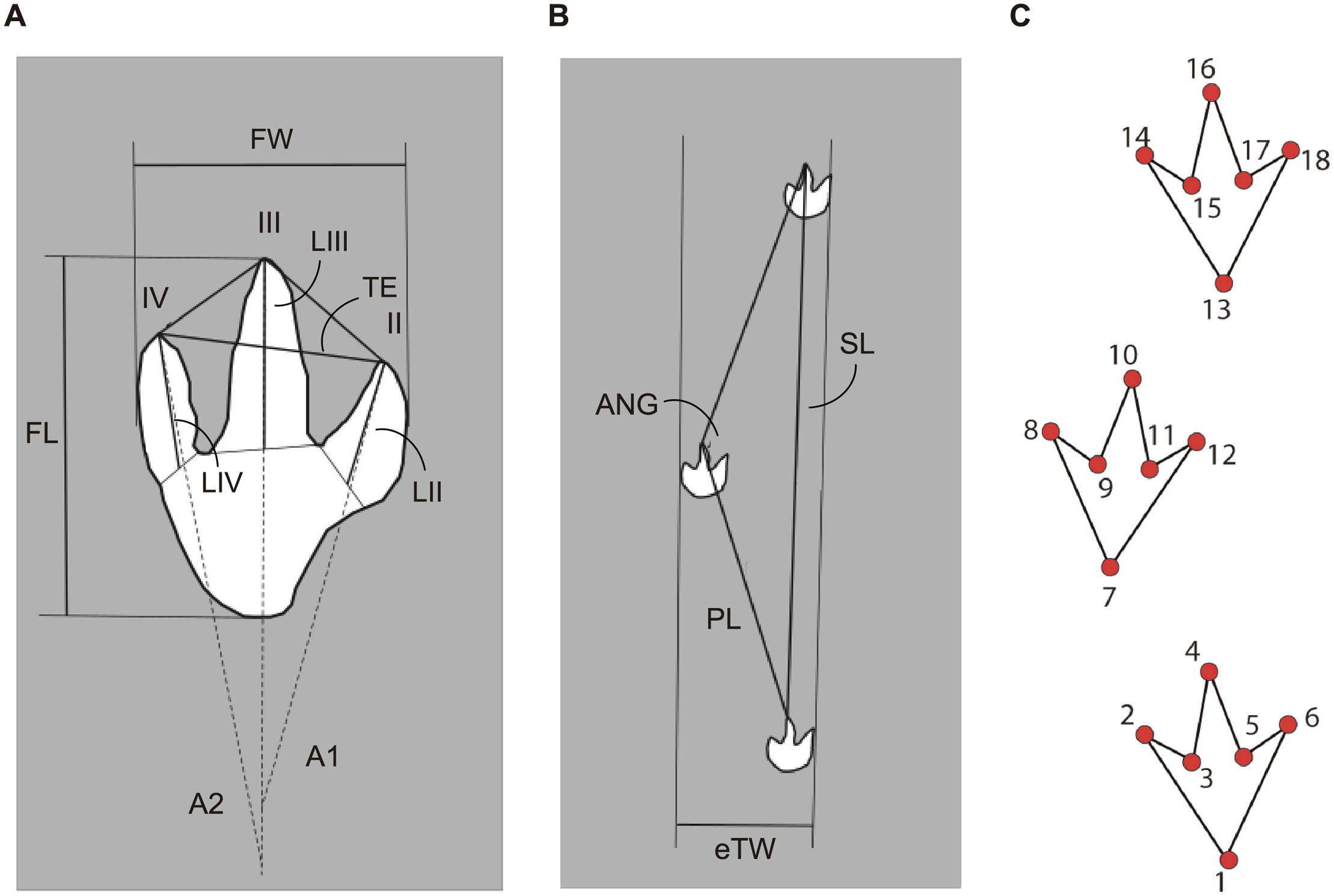 1.29����ǰһֻ�޽�������Ĳ�̬�㼣�������ֺ�������˻���ε����