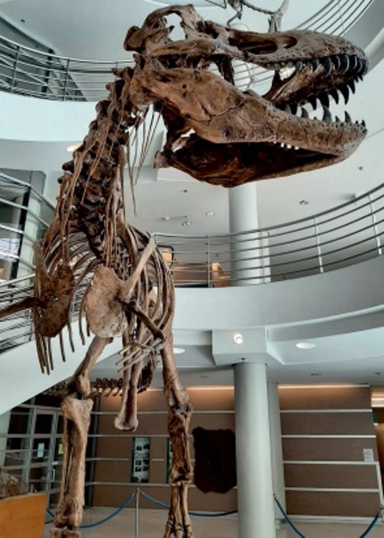 �׿�˹��������Ϊ����Ⱥ������ʱ������ͬ�������ҧ����������Сǰ֫