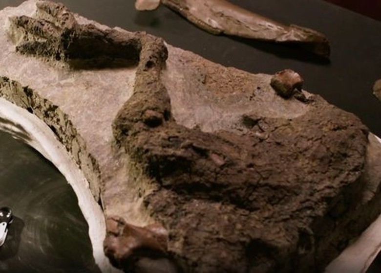 英国广播公司（BBC）纪录片将首次展示在美国出土的长尾龙连皮大腿化石