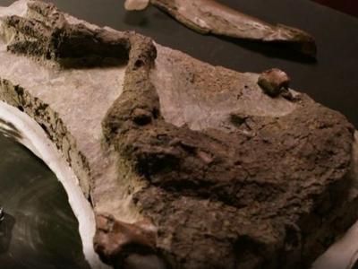 英国广播公司（BBC）纪录片将首次展示在美国出土的长尾龙连皮大腿化石