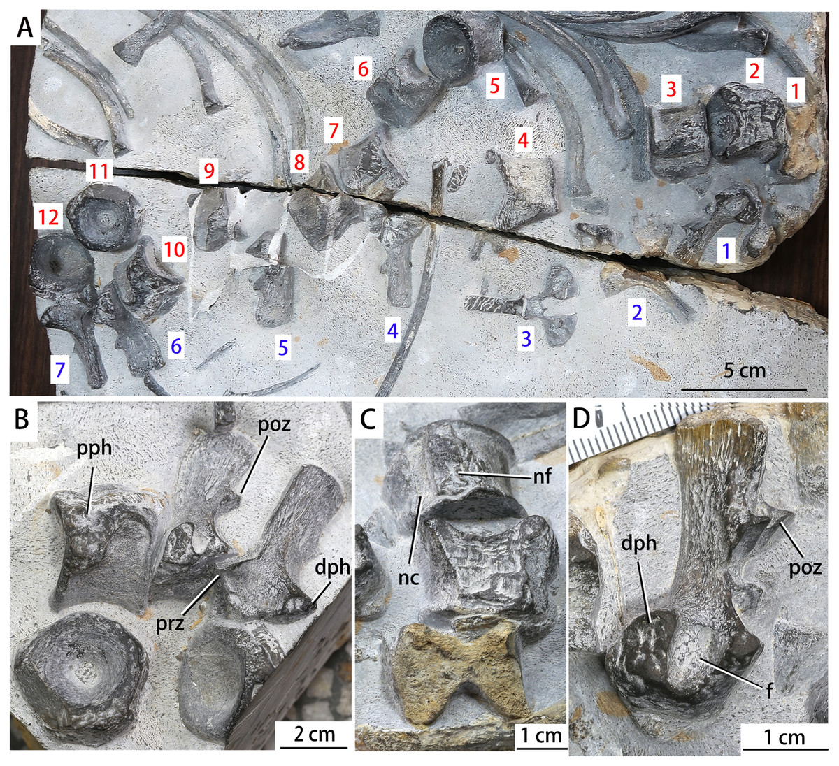 广西百色市隆林县者保地区发现中国最大的早三叠世鱼龙类化石——粗壮百色鱼龙