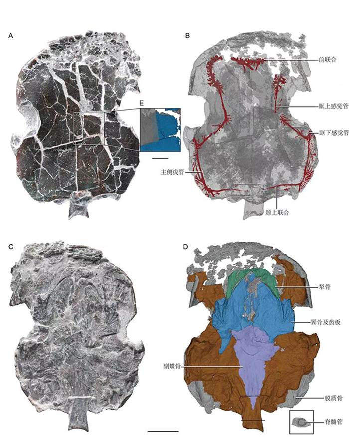 ���������������������������ķ��㻯ʯ�����֡��������˫�����ʾ����ȡʳ��ģʽ