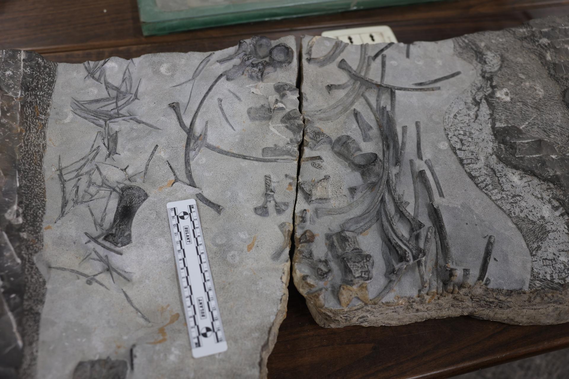 广西百色发现中国最大的早三叠世鱼龙类化石——粗壮百色鱼龙