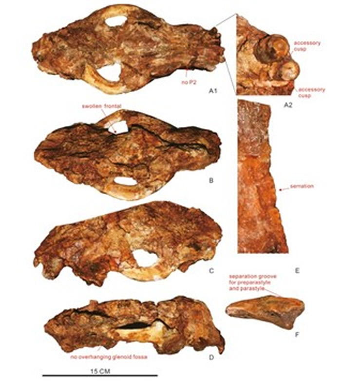 兴永龙川剑齿虎化石
