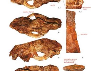 云南元谋发现800万年前的多种类型剑齿虎化石 或为“古猿杀手”