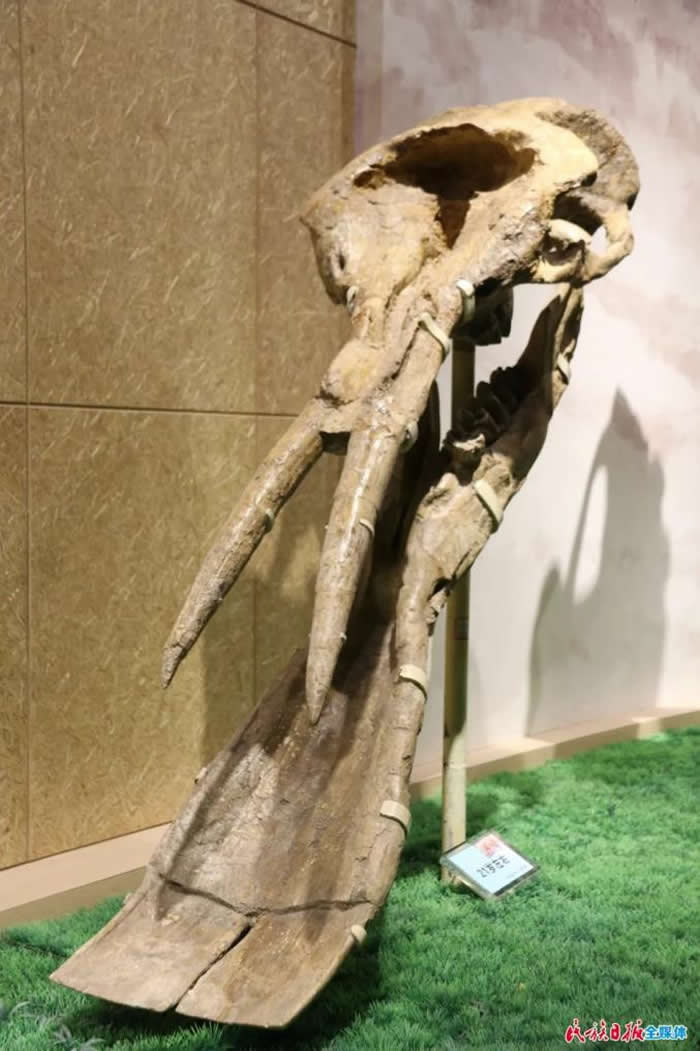 和政古动物化石博物馆的“镇馆之宝”：铲齿象头骨化石