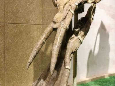 和政古动物化石博物馆的“镇馆之宝”：铲齿象头骨化石