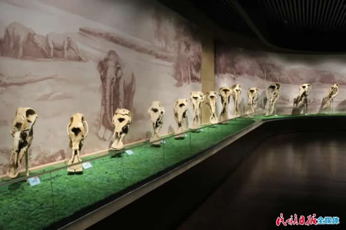 �����Ŷ��ﻯʯ����ݵġ����֮������������ͷ�ǻ�ʯ