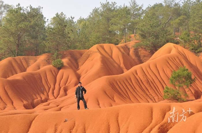 �㶫��Ұ�����ж�ţ��������ר������ǿ���ؿ��Ź���