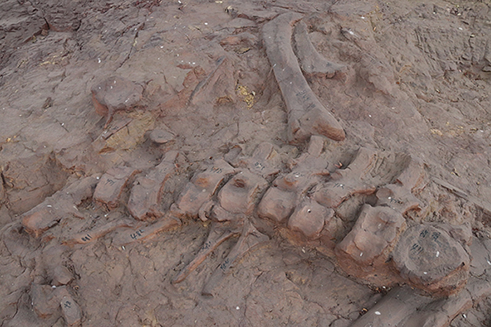 四川省自贡市荣县新发现恐龙化石点14处