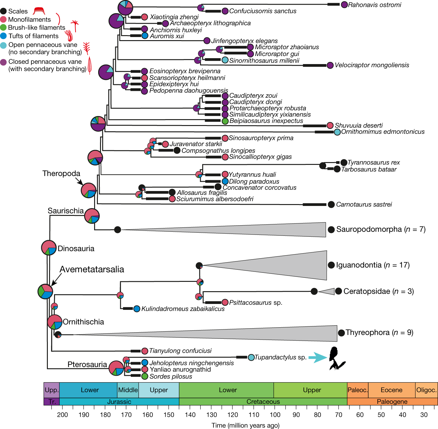Tupandactylus imperator�о���ʾ�������ܹ�ʹ�ú�ɫ������������ë����ɫ