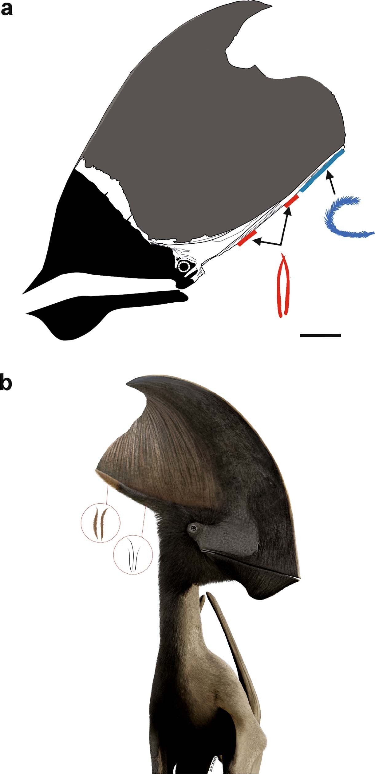 Tupandactylus imperator�о���ʾ�������ܹ�ʹ�ú�ɫ������������ë����ɫ