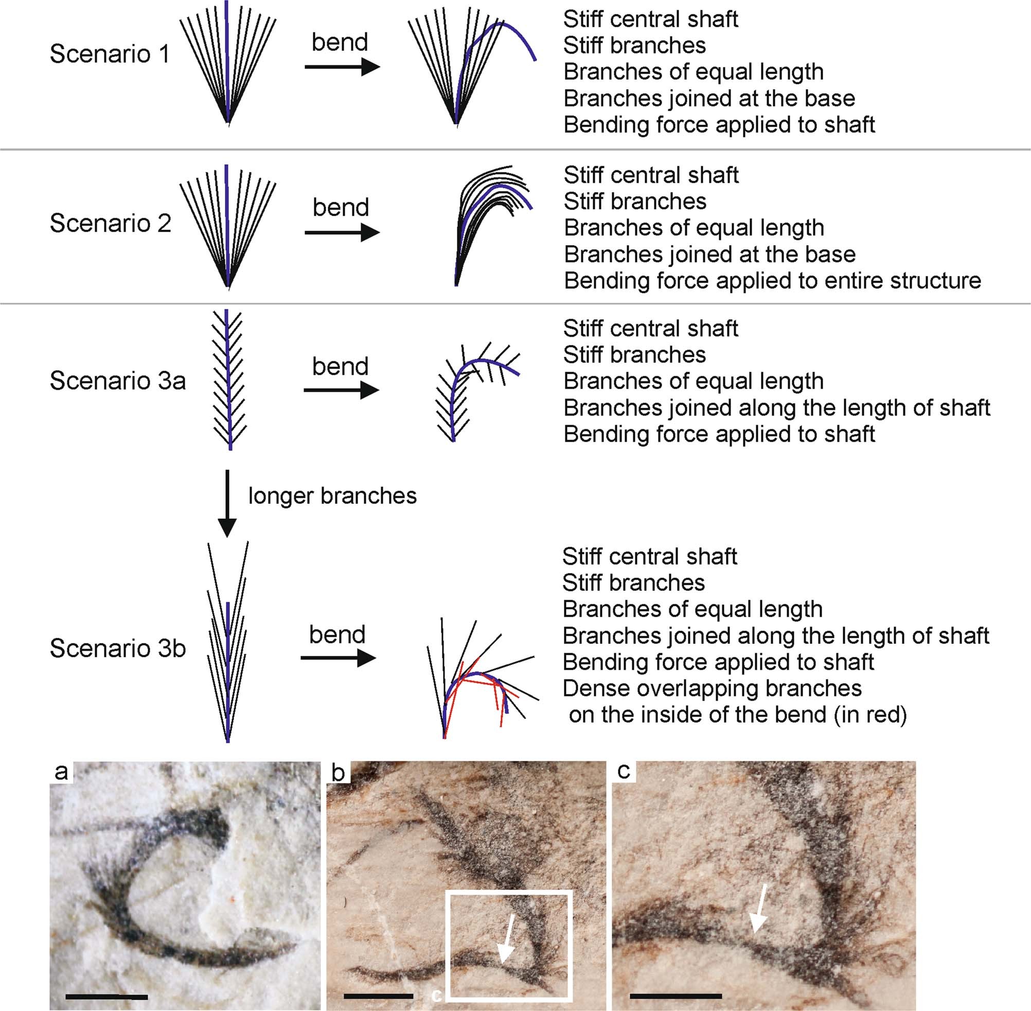 Tupandactylus imperator�о���ʾ�������ܹ�ʹ�ú�ɫ������������ë����ɫ