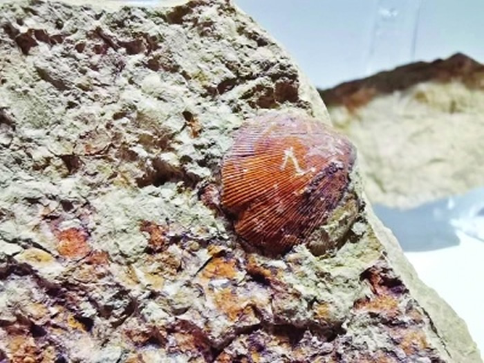 4.3����׺�ɣ�� ���人���ҵ���ЩԶ�Ż�ʯ