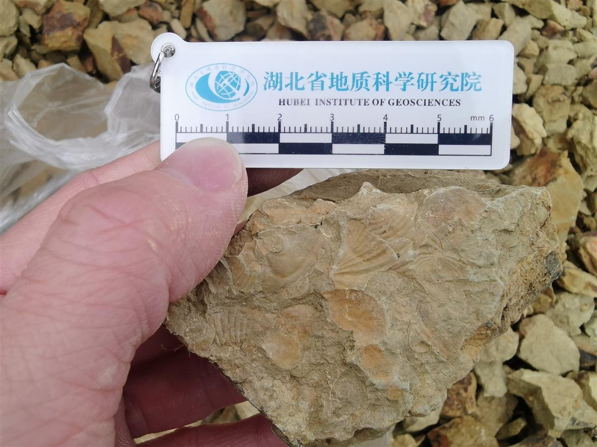 �ڶ�Ĺ����ﻯʯ֤����4.3�ڶ���ǰ�人��������һƬǳ�� ���������������