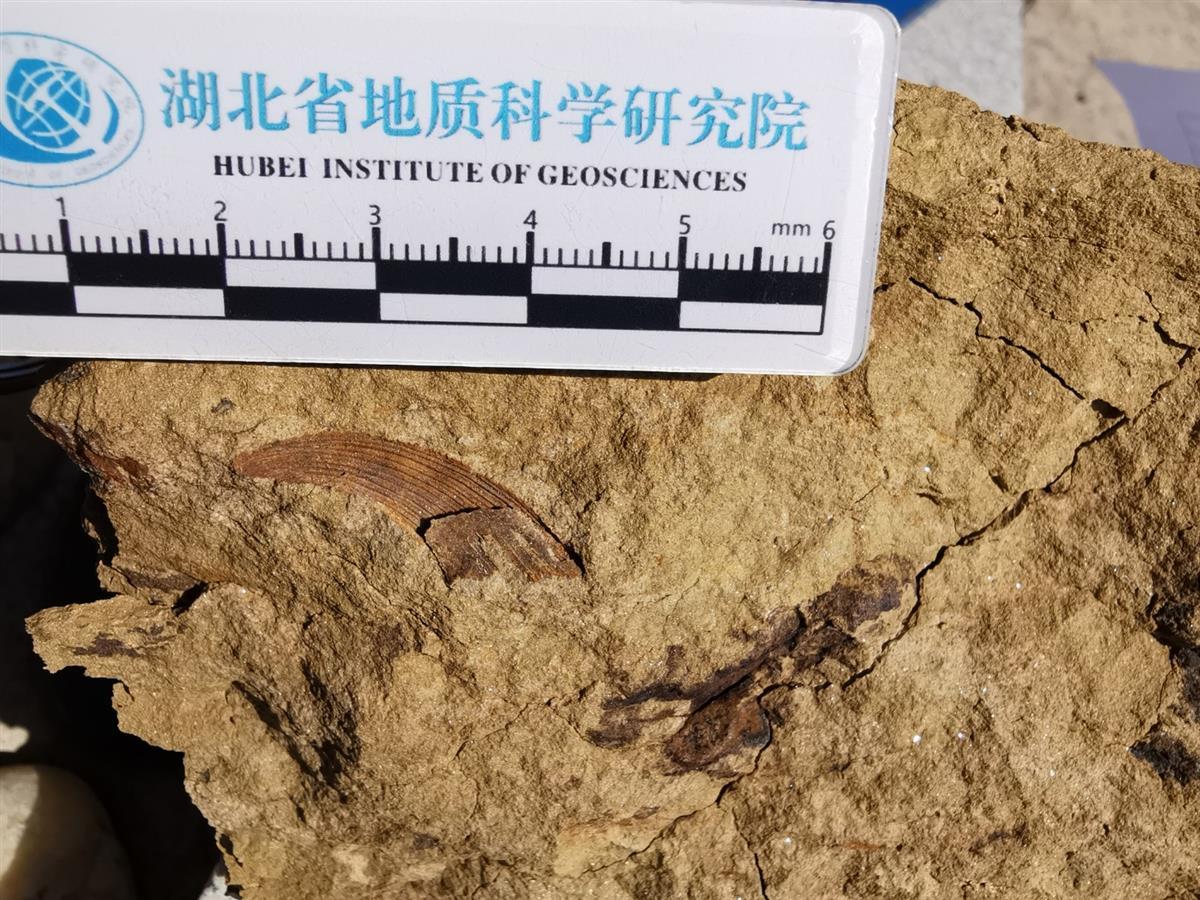 �ڶ�Ĺ����ﻯʯ֤����4.3�ڶ���ǰ�人��������һƬǳ�� ���������������