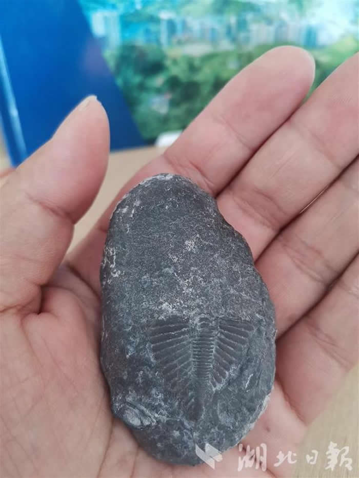 ����ʡ��ʩ���̷��ظ���ɽ�����ҽ�巢����Ҷ����л��𵩽�ʯ