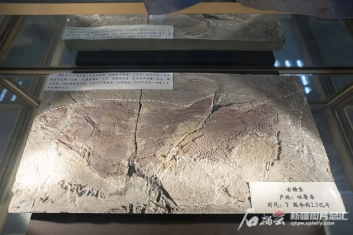 产自吐鲁番的古鳕鱼化石。 记者 尹通元摄