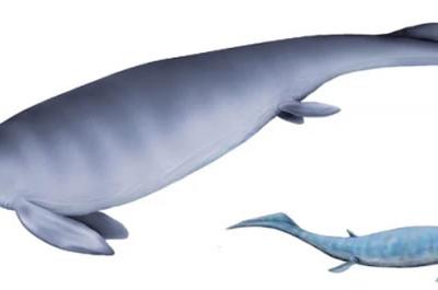 我国发现的最大早三叠世鱼龙类化石——粗壮百色龙