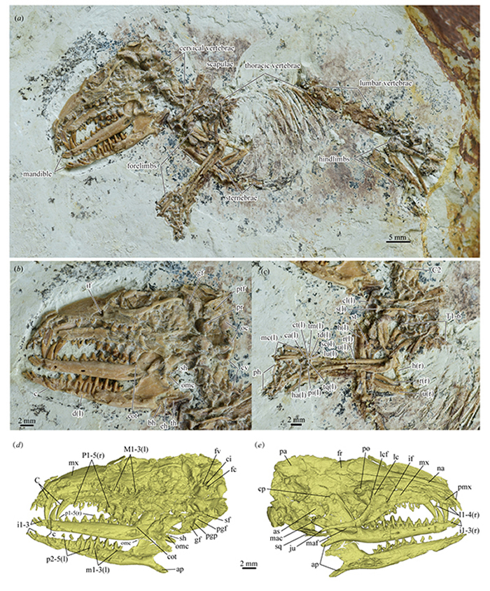 �����������еĹǻ��������Ǻ��ڶ���̬Ϊ���鶯���������ٵ��ݻ��ṩ��Ҫ֤��