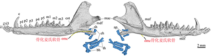 �����������еĹǻ��������Ǻ��ڶ���̬Ϊ���鶯���������ٵ��ݻ��ṩ��Ҫ֤��