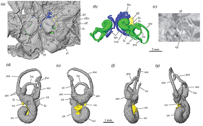 早期真兽类中的骨化麦氏软骨和内耳形态为哺乳动物听觉器官的演化提供重要证据