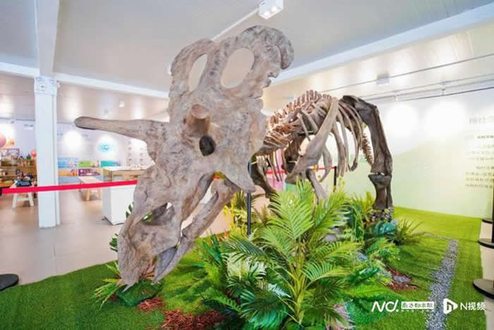 ȫ��������ߣ���÷��ɯ��������ʯ1:1���̰�ģ���׶��������