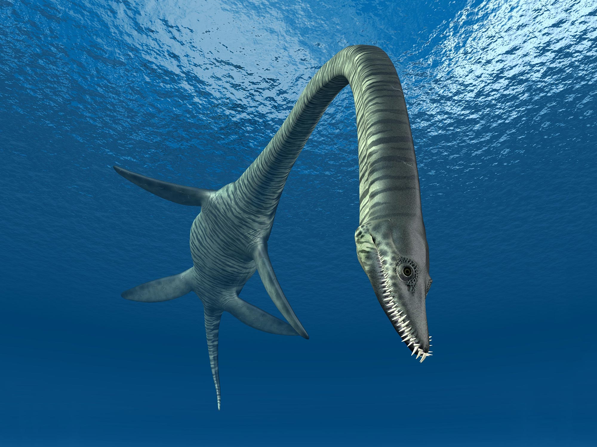 《通讯生物学》：巨大的身躯可以帮助具有超长脖子的已灭绝海洋爬行动物游泳
