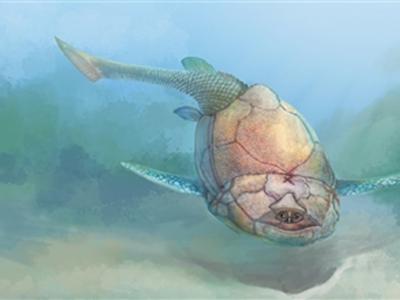 中国首件正式记述的古生代鱼类化石——中华沟鳞鱼