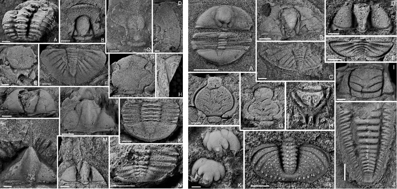 �ᶫ�����۵�����ɺ��飨���Ͻ��ϲ�����Ҷ�涯��Ⱥ��������ͼM��NΪTaklamakania paucisegmentatus sp. nov.