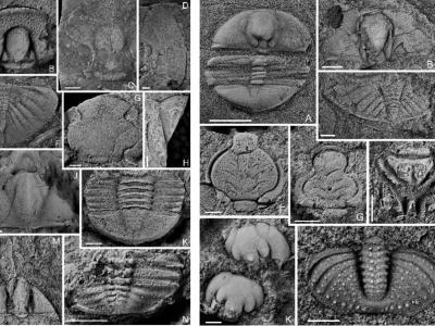 《远古世界》：滇东北首次发现奥陶纪末大灭绝前三叶虫动物群