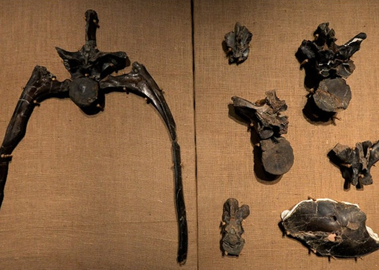 ����͢���������ǵ���������ʷ�������Ĵ�������޽������Maip macrothorax