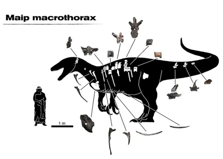 阿根廷巴塔哥尼亚地区发现有史以来最大的大盗龙类兽脚类恐龙Maip macrothorax