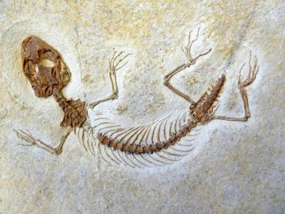 “蜥蜴的侏罗纪公园”：新研究对有鳞动物的辐射发生在白垩纪的共识提出挑战
