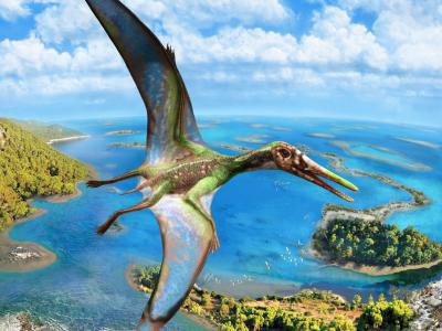 翼龙早于一亿五千万年前已能像鸭子一样在水面起飞