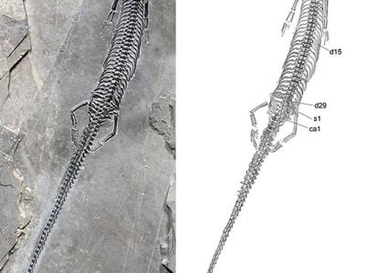 云南红河中三叠世早期海相地层发现2.44亿年前海生爬行动物化石“长尾红河龙”