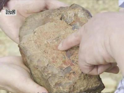 武汉发现4.3亿年前大型海洋生物化石群落