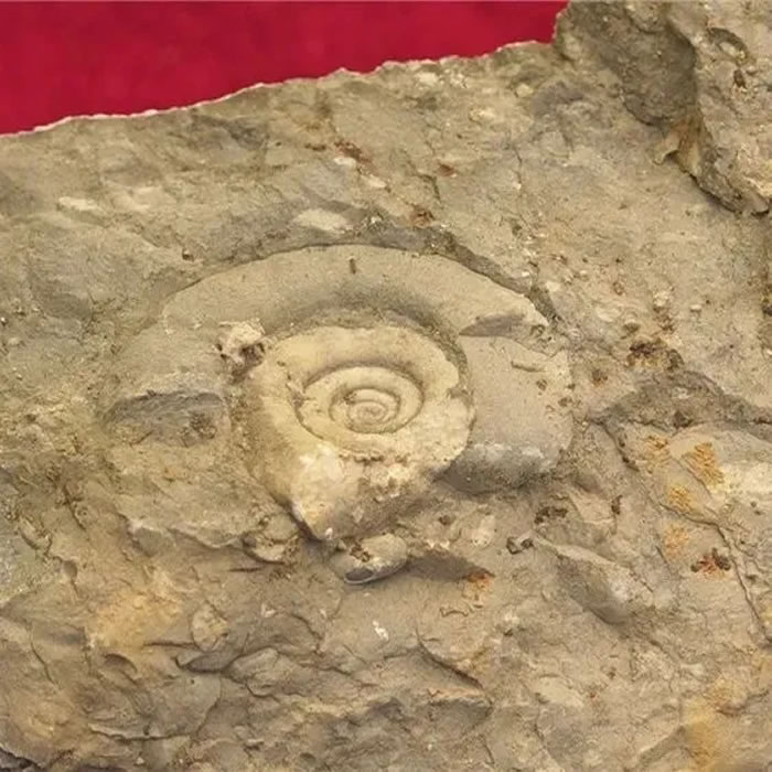 乐业-凤山世界地质公园博物馆接收一批古生物化石标本捐赠