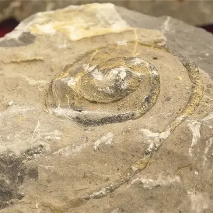 ��ҵ-��ɽ������ʹ�԰����ݽ���һ�������ﻯʯ�걾����