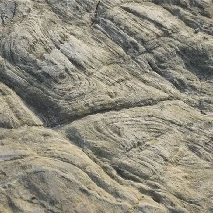 乐业-凤山世界地质公园博物馆接收一批古生物化石标本捐赠