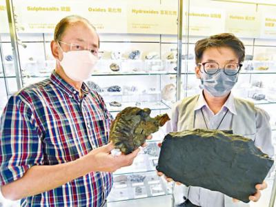 香港发现大型菊石及痕迹化石 可追溯至2.5亿年前