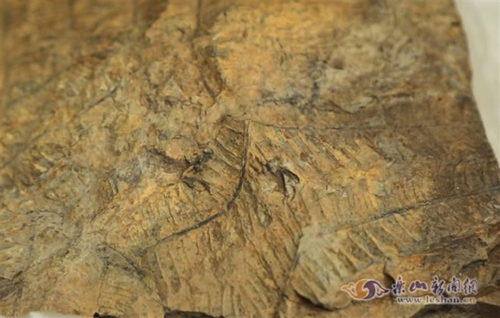 四川省峨眉山市双福镇青春村村民发现2.5亿年前晚二叠世大羽羊齿化石