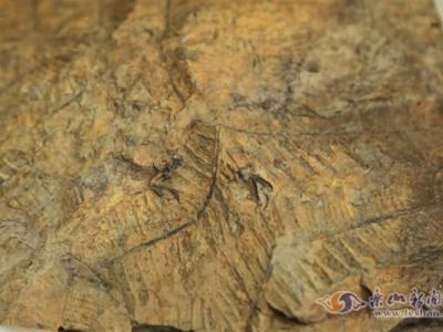 四川省峨眉山市双福镇青春村村民发现2.5亿年前晚二叠世大羽羊齿化石