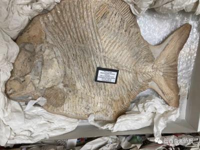 距今约1亿年的巴西流失海外鱼化石回归