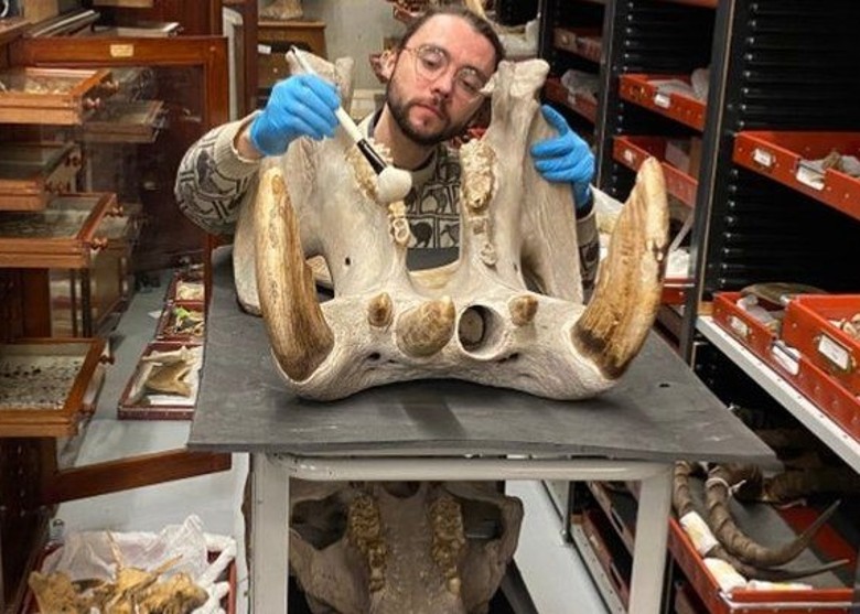 英国利兹市博物馆为一具河马头骨化石残骸找回缺失的巨大门牙 将公开展出