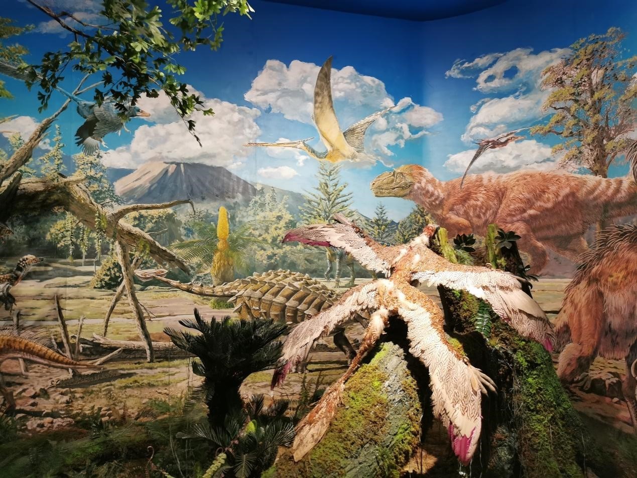 “飞向天空”热河生物群标本(央广网发 田馨雨摄)