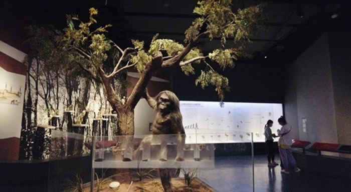 进化厅“人的由来”(央广网发 白刁尹摄)